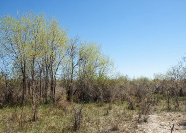 bozkır, çayır, veldt, veld. Bahar Orta Asya. Kazakistan. Turanga kavak. Euphrates kavak