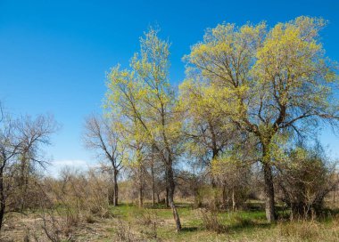 bozkır, çayır, veldt, veld. Bahar Orta Asya. Kazakistan. Turanga kavak. Euphrates kavak