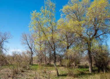 bozkır, çayır, veldt, veld. Bahar Orta Asya. Kazakistan. Turanga kavak. Euphrates kavak