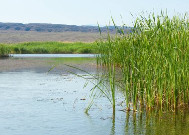  Bozkır yaz. Turgai kapısı. Turgai Kaydet. Milli Parkı 