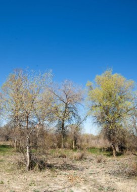 bozkır, çayır, veldt, veld. Bahar Orta Asya. Kazakistan. Turanga kavak. Euphrates kavak