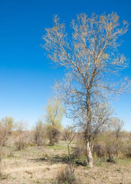 bozkır, çayır, veldt, veld. Bahar Orta Asya. Kazakistan. Turanga kavak. Euphrates kavak