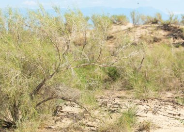  Bozkır yaz. Turgai kapısı. Turgai Kaydet. Milli Parkı 