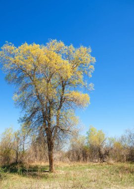bozkır, çayır, veldt, veld. Bahar Orta Asya. Kazakistan. Turanga kavak. Euphrates kavak