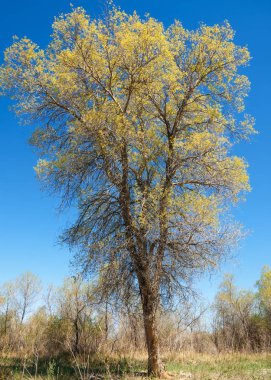 bozkır, çayır, veldt, veld. Bahar Orta Asya. Kazakistan. Turanga kavak. Euphrates kavak