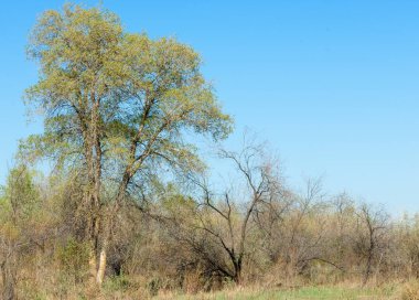 bozkır, çayır, veldt, veld. Bahar Orta Asya. Kazakistan. Turanga kavak. Euphrates kavak