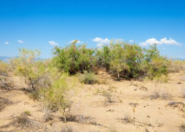  Bozkır yaz. Turgai kapısı. Turgai Kaydet. Milli Parkı 