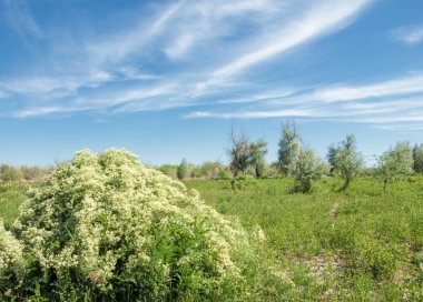 Bozkır, çayır, veldt, veld, taşkın. Kazakistan bozkırlarında güzel doğada