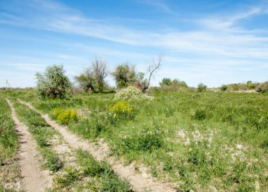 Bozkır, çayır, veldt, veld, taşkın. Kazakistan bozkırlarında güzel doğada