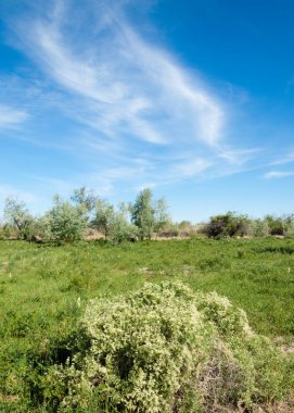Bozkır, çayır, veldt, veld, taşkın. Kazakistan bozkırlarında güzel doğada