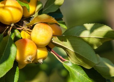 Yaban elması ve yaban elması. Malus, gülgiller (Rosaceae) familyasından bir elma ağacı cinsidir.