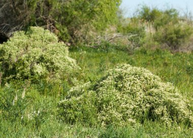 Bozkır, çayır, veldt, veld, taşkın. Kazakistan bozkırlarında güzel doğada