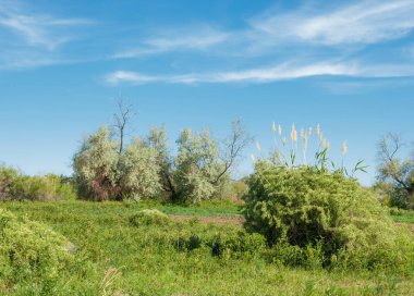 Bozkır, çayır, veldt, veld, taşkın. Kazakistan bozkırlarında güzel doğada