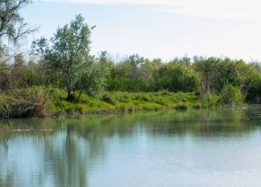 Bozkır nehir sazlık yaz. nehir görünümünde kez izlendi. küçük mavi nehir kıyısında güneşli bir gün