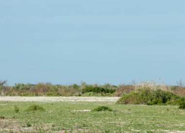 Bozkır, çayır, veldt, veld, taşkın. Kazakistan bozkırlarında güzel doğada