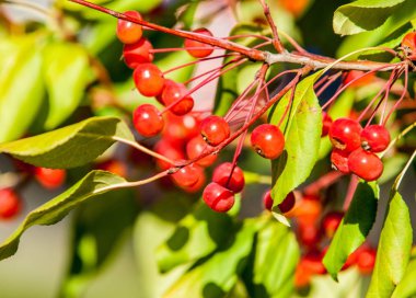 Yaban elması ve yaban elması. Malus, gülgiller (Rosaceae) familyasından bir elma ağacı cinsidir.