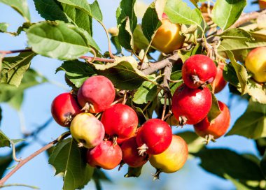 Yaban elması ve yaban elması. Malus, gülgiller (Rosaceae) familyasından bir elma ağacı cinsidir.