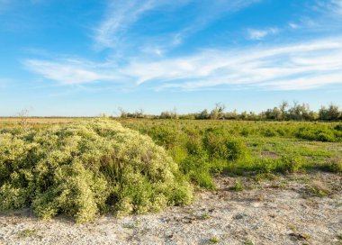 Bozkır tuzlu topraklar. tuz tuz tuz. Bozkır çayır veldt veld. Tuzlu toprak çöl, tuzlu Göller. cansız yanıp kavrulmuş dünyamız. Kazakistan çıplak bozkır