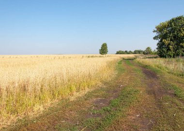 onely ağacı. Tahıl alan. Tataristan Rusya