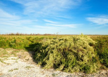 Bozkır tuzlu topraklar. tuz tuz tuz. Bozkır çayır veldt veld. Tuzlu toprak çöl, tuzlu Göller. cansız yanıp kavrulmuş dünyamız. Kazakistan çıplak bozkır