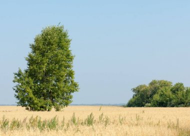 onely ağacı. Tahıl alan. Tataristan Rusya