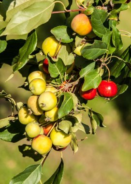 Yaban elması ve yaban elması. Malus, gülgiller (Rosaceae) familyasından bir elma ağacı cinsidir.