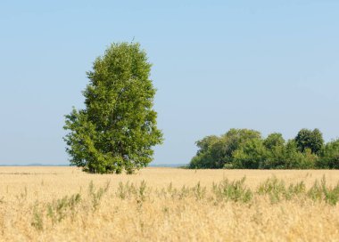 onely ağacı. Tahıl alan. Tataristan Rusya