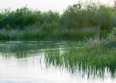 Bozkır nehir sazlık yaz. nehir görünümünde kez izlendi. küçük mavi nehir kıyısında güneşli bir gün