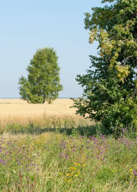 onely ağacı. Tahıl alan. Tataristan Rusya