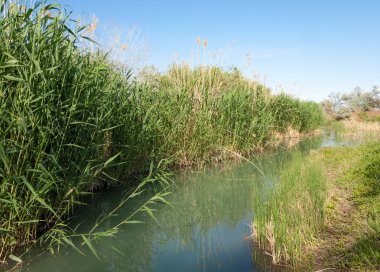 Bozkır nehir sazlık yaz. nehir görünümünde kez izlendi. küçük mavi nehir kıyısında güneşli bir gün
