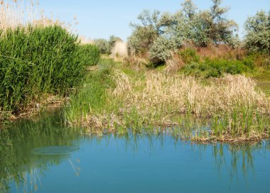 Bozkır nehir sazlık yaz. nehir görünümünde kez izlendi. küçük mavi nehir kıyısında güneşli bir gün