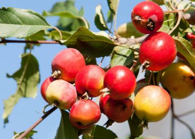 Crabapple ve yabani elma. Malus yaklaşık 3055 tür küçük yaprak döken elma ağaçlarının veya çalılar Gülgiller ailesinden bir cinsidir