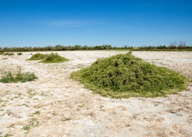 Bozkır tuzlu topraklar. tuz tuz tuz. Bozkır çayır veldt veld. Tuzlu toprak çöl, tuzlu Göller. cansız yanıp kavrulmuş dünyamız. Kazakistan çıplak bozkır