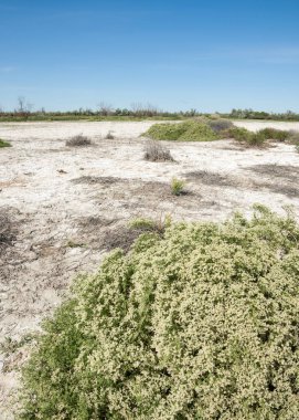 Bozkır tuzlu topraklar. tuz tuz tuz. Bozkır çayır veldt veld. Tuzlu toprak çöl, tuzlu Göller. cansız yanıp kavrulmuş dünyamız. Kazakistan çıplak bozkır