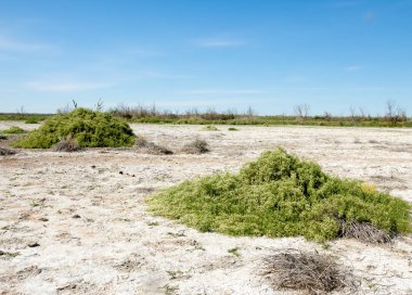 Bozkır tuzlu topraklar. tuz tuz tuz. Bozkır çayır veldt veld. Tuzlu toprak çöl, tuzlu Göller. cansız yanıp kavrulmuş dünyamız. Kazakistan çıplak bozkır