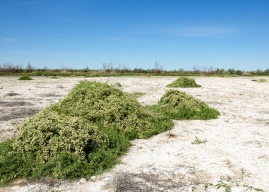 Bozkır tuzlu topraklar. tuz tuz tuz. Bozkır çayır veldt veld. Tuzlu toprak çöl, tuzlu Göller. cansız yanıp kavrulmuş dünyamız. Kazakistan çıplak bozkır