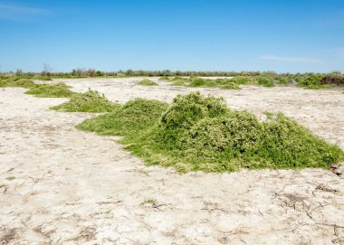Bozkır tuzlu topraklar. tuz tuz tuz. Bozkır çayır veldt veld. Tuzlu toprak çöl, tuzlu Göller. cansız yanıp kavrulmuş dünyamız. Kazakistan çıplak bozkır
