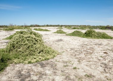 Bozkır tuzlu topraklar. tuz tuz tuz. Bozkır çayır veldt veld. Tuzlu toprak çöl, tuzlu Göller. cansız yanıp kavrulmuş dünyamız. Kazakistan çıplak bozkır