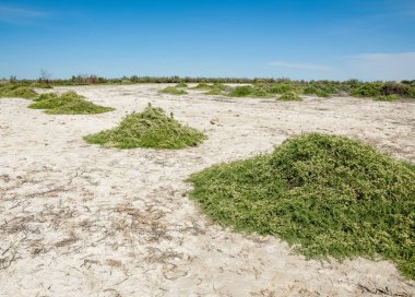 Bozkır tuzlu topraklar. tuz tuz tuz. Bozkır çayır veldt veld. Tuzlu toprak çöl, tuzlu Göller. cansız yanıp kavrulmuş dünyamız. Kazakistan çıplak bozkır