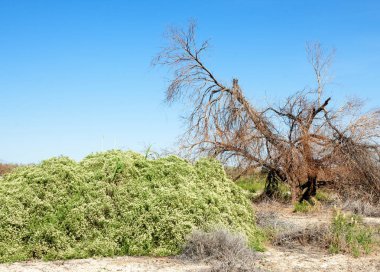 Bozkır tuzlu topraklar. tuz tuz tuz. Bozkır çayır veldt veld. Tuzlu toprak çöl, tuzlu Göller. cansız yanıp kavrulmuş dünyamız. Kazakistan çıplak bozkır