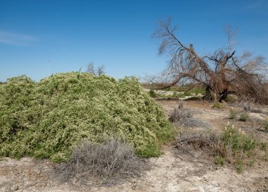 Bozkır tuzlu topraklar. tuz tuz tuz. Bozkır çayır veldt veld. Tuzlu toprak çöl, tuzlu Göller. cansız yanıp kavrulmuş dünyamız. Kazakistan çıplak bozkır