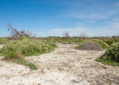 Bozkır tuzlu topraklar. tuz tuz tuz. Bozkır çayır veldt veld. Tuzlu toprak çöl, tuzlu Göller. cansız yanıp kavrulmuş dünyamız. Kazakistan çıplak bozkır
