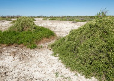 Bozkır tuzlu topraklar. tuz tuz tuz. Bozkır çayır veldt veld. Tuzlu toprak çöl, tuzlu Göller. cansız yanıp kavrulmuş dünyamız. Kazakistan çıplak bozkır