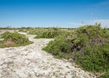 Bozkır tuzlu topraklar. tuz tuz tuz. Bozkır çayır veldt veld. Tuzlu toprak çöl, tuzlu Göller. cansız yanıp kavrulmuş dünyamız. Kazakistan çıplak bozkır