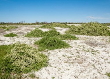 Bozkır tuzlu topraklar. tuz tuz tuz. Bozkır çayır veldt veld. Tuzlu toprak çöl, tuzlu Göller. cansız yanıp kavrulmuş dünyamız. Kazakistan çıplak bozkır