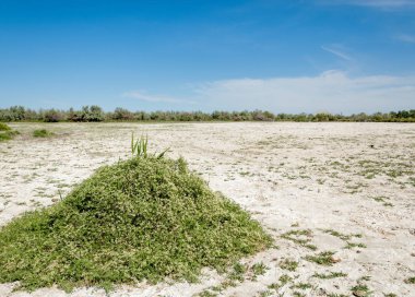 Bozkır tuzlu topraklar. tuz tuz tuz. Bozkır çayır veldt veld. Tuzlu toprak çöl, tuzlu Göller. cansız yanıp kavrulmuş dünyamız. Kazakistan çıplak bozkır