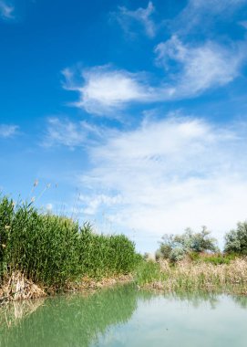 Bozkır nehir sazlık yaz. nehir görünümünde kez izlendi. küçük mavi nehir kıyısında güneşli bir gün