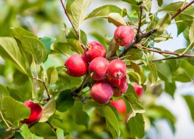 Crabapple ve yabani elma. Malus yaklaşık 3055 tür küçük yaprak döken elma ağaçlarının veya çalılar Gülgiller ailesinden bir cinsidir