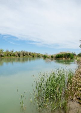 Bozkır nehir sazlık yaz. nehir görünümünde kez izlendi. küçük mavi nehir kıyısında güneşli bir gün