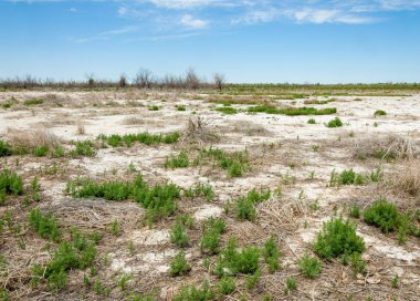 Bozkır tuzlu topraklar. tuz tuz tuz. Bozkır çayır veldt veld. Tuzlu toprak çöl, tuzlu Göller. cansız yanıp kavrulmuş dünyamız. Kazakistan çıplak bozkır